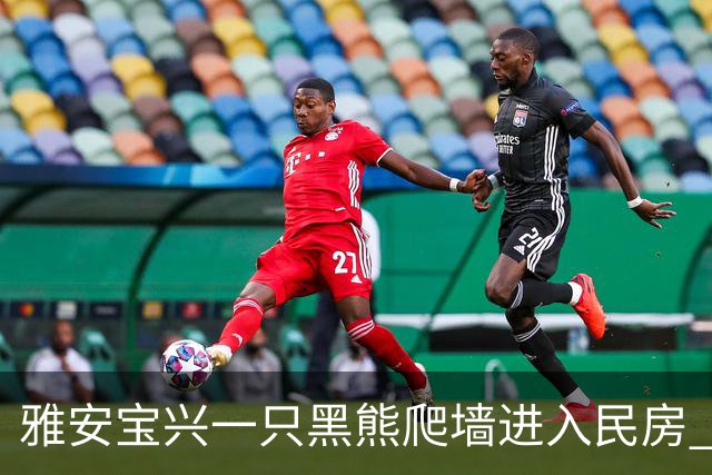 雅安宝兴一只黑熊爬墙进入民房 林业部门：事发城郊，已捕获将选偏远地方放归